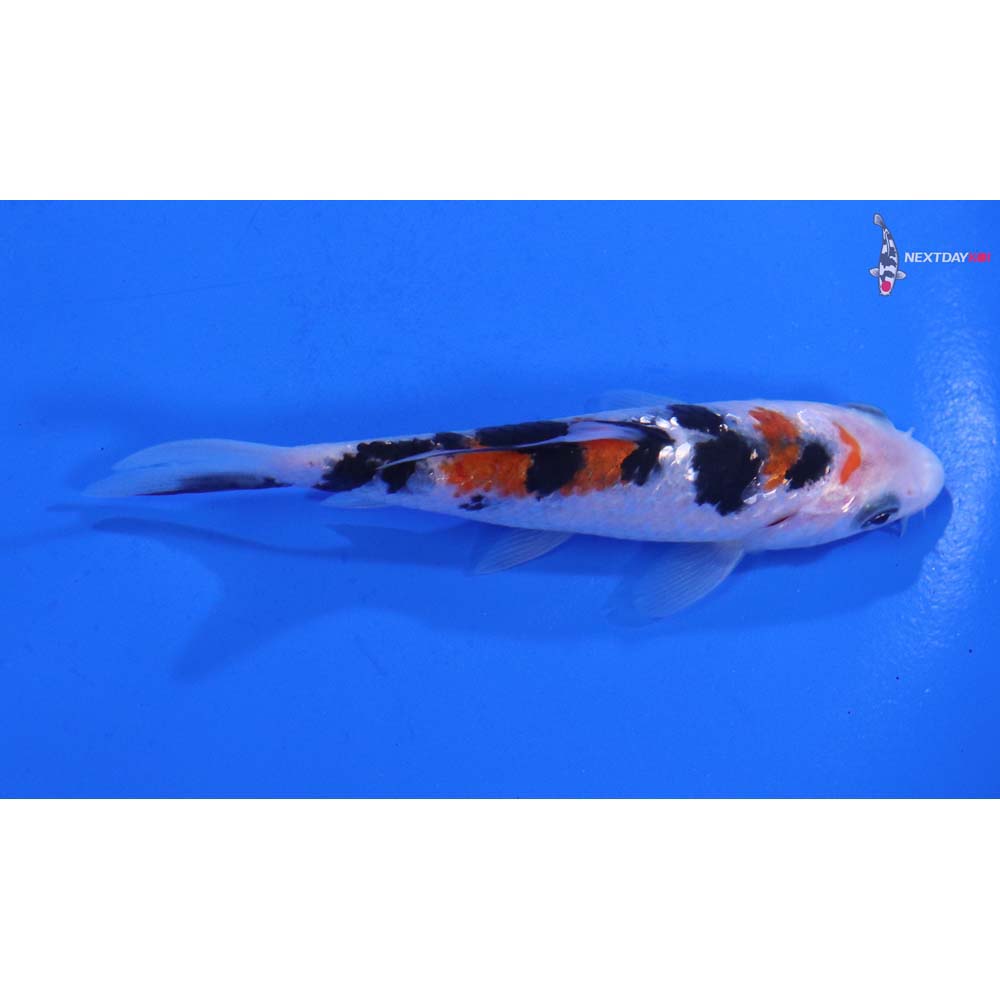 4” Imported Gin Rin Sanke