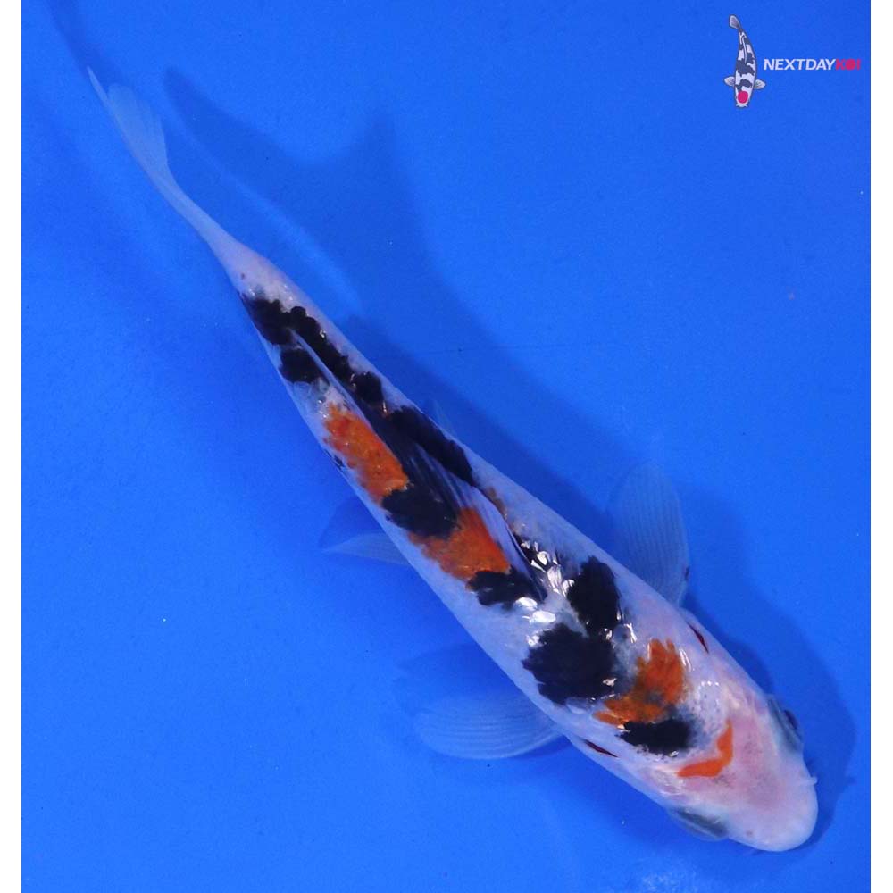 4” Imported Gin Rin Sanke