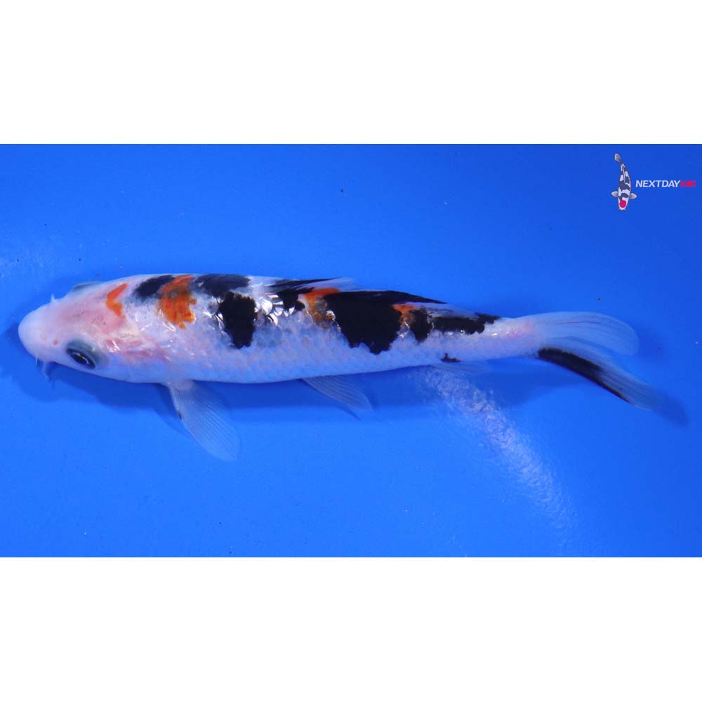4” Imported Gin Rin Sanke
