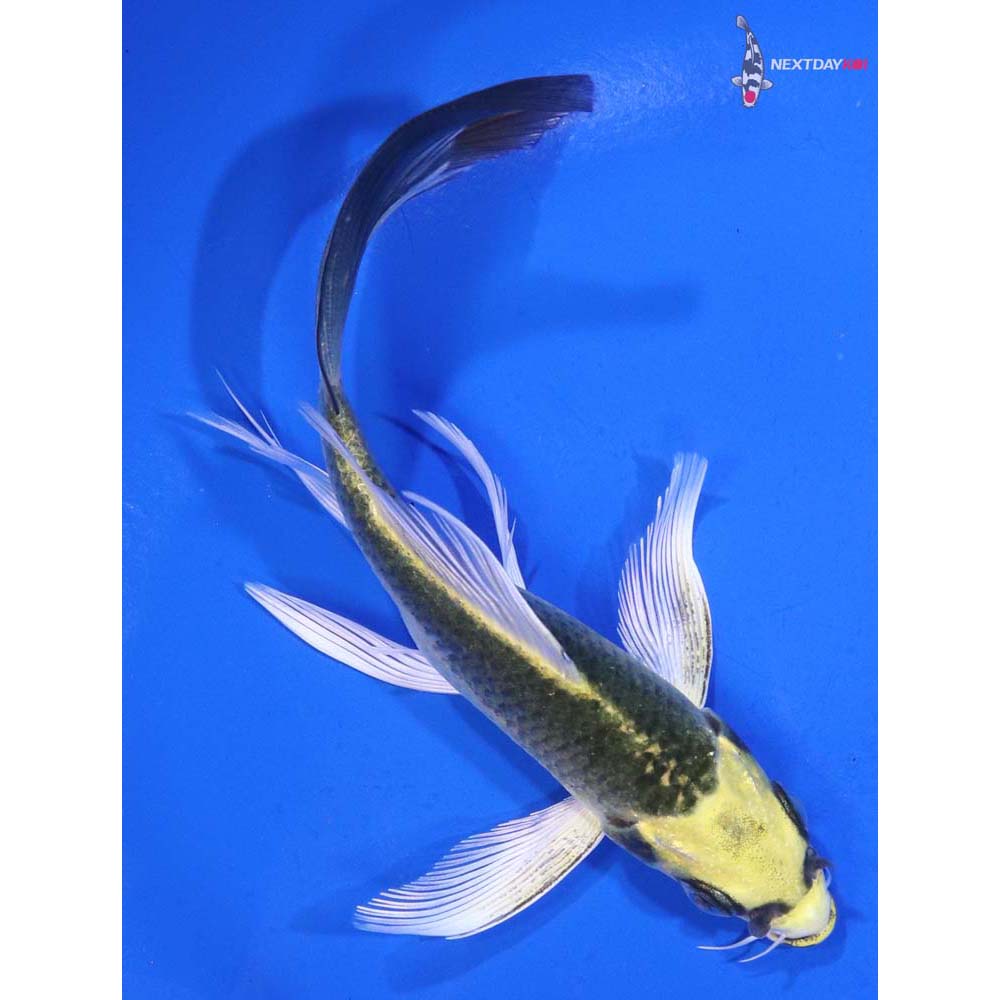5” Imported Ki Matsuba Butterfly Koi