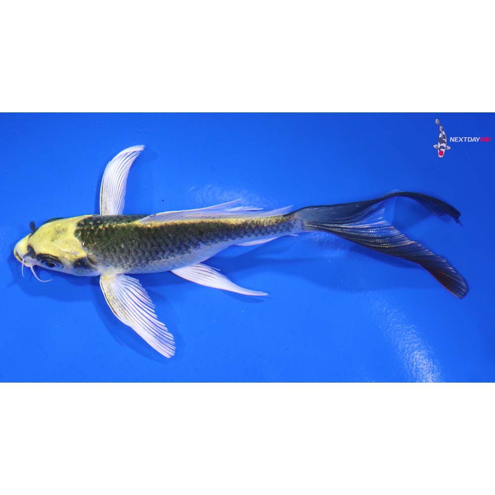 5” Imported Ki Matsuba Butterfly Koi