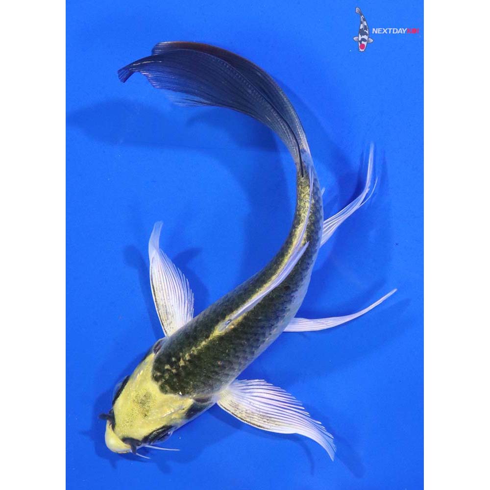 5” Imported Ki Matsuba Butterfly Koi