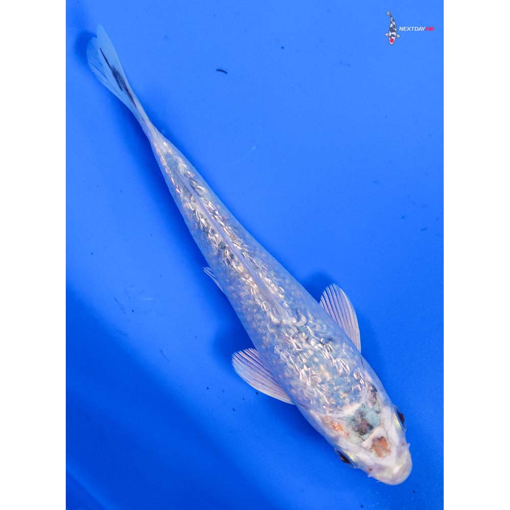 5” Imported Gin Rin Gin Matsuba