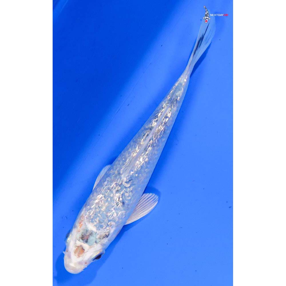 5” Imported Gin Rin Gin Matsuba