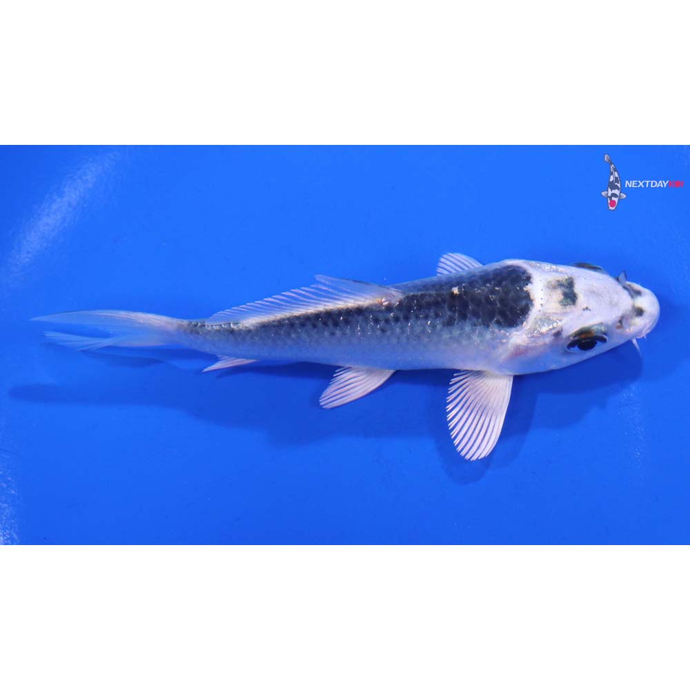 4.5” Imported Gin Matsuba