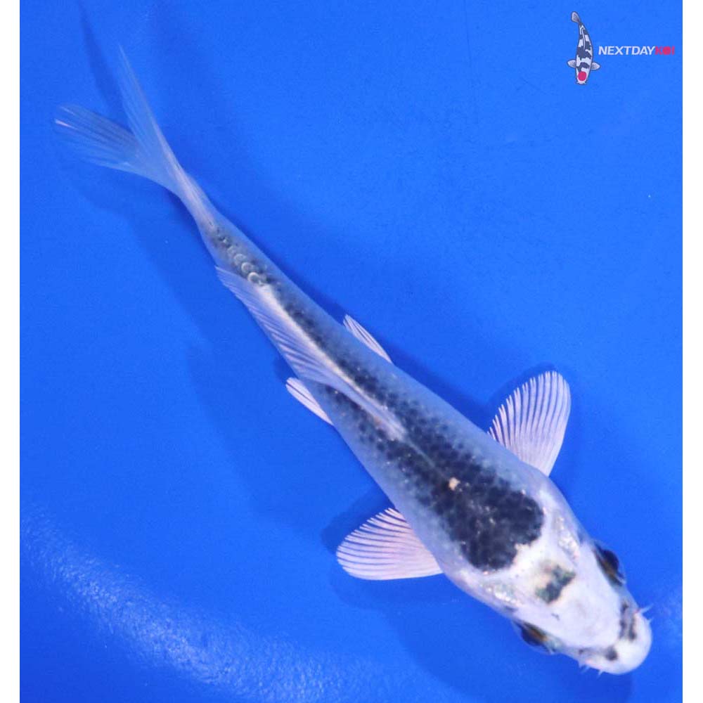 4.5” Imported Gin Matsuba