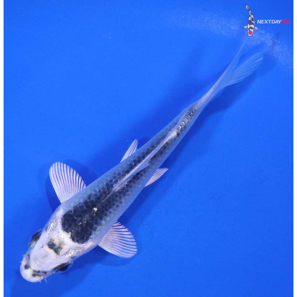 4.5” Imported Gin Matsuba