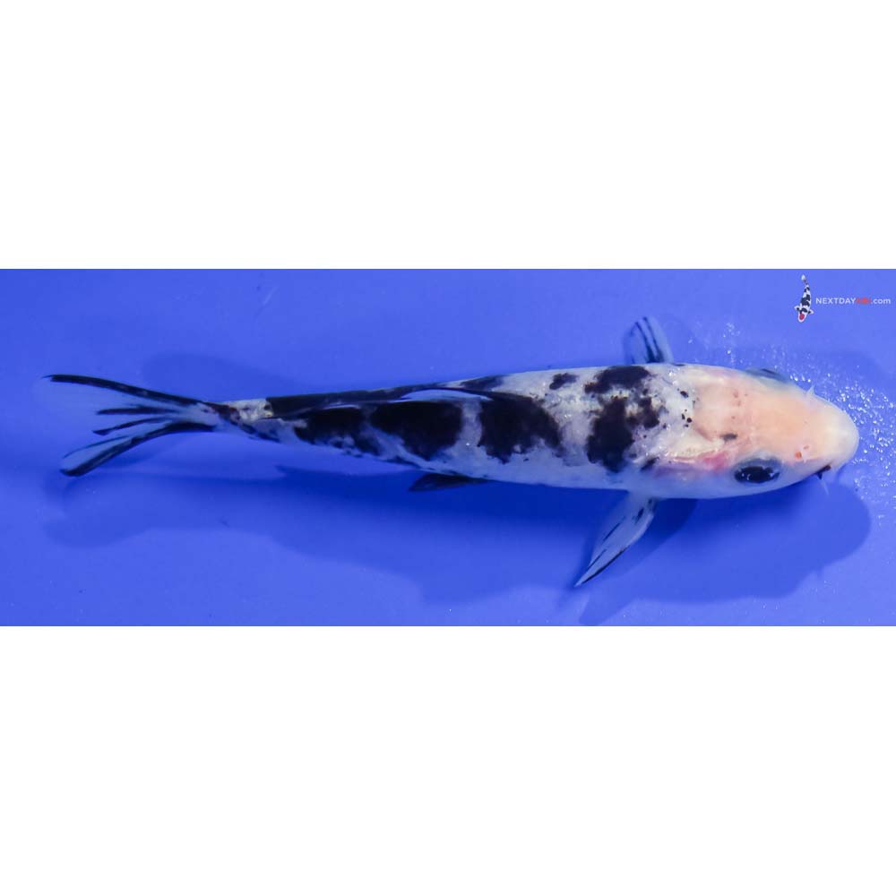 4.5” Imported Shiro Bekko