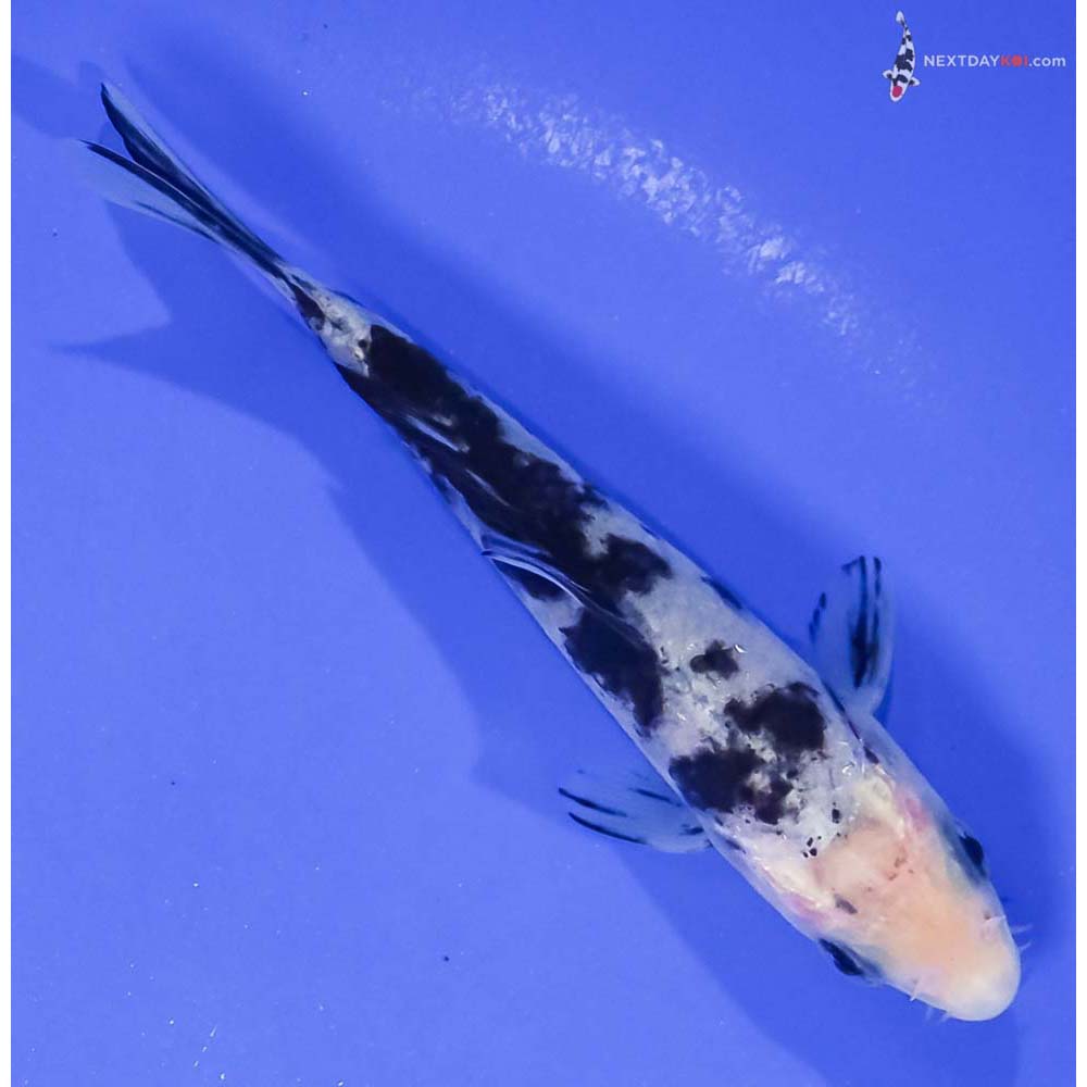 4.5” Imported Shiro Bekko