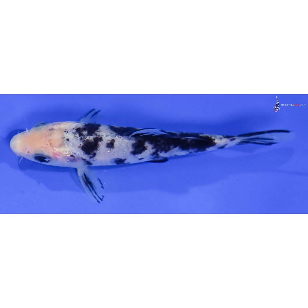 4.5” Imported Shiro Bekko