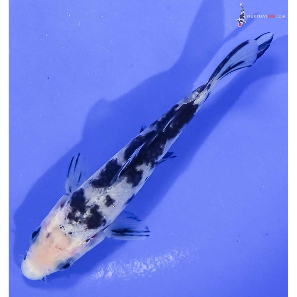 4.5” Imported Shiro Bekko