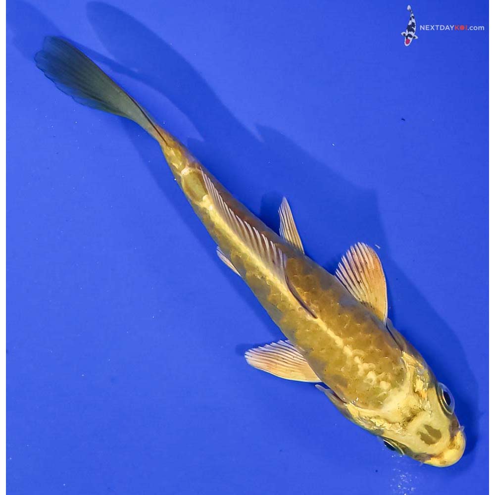 5” Imported Armor Scaled Ki Matsuba