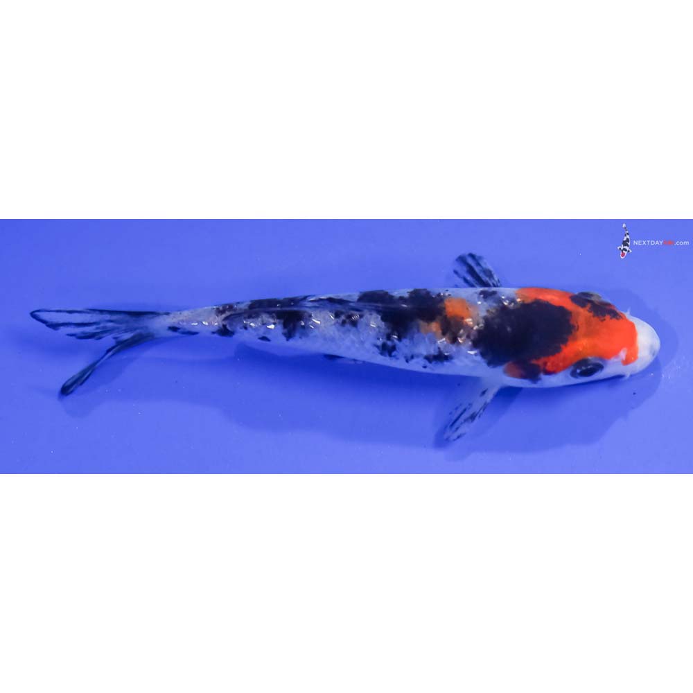 4” Imported Gin Rin Sanke