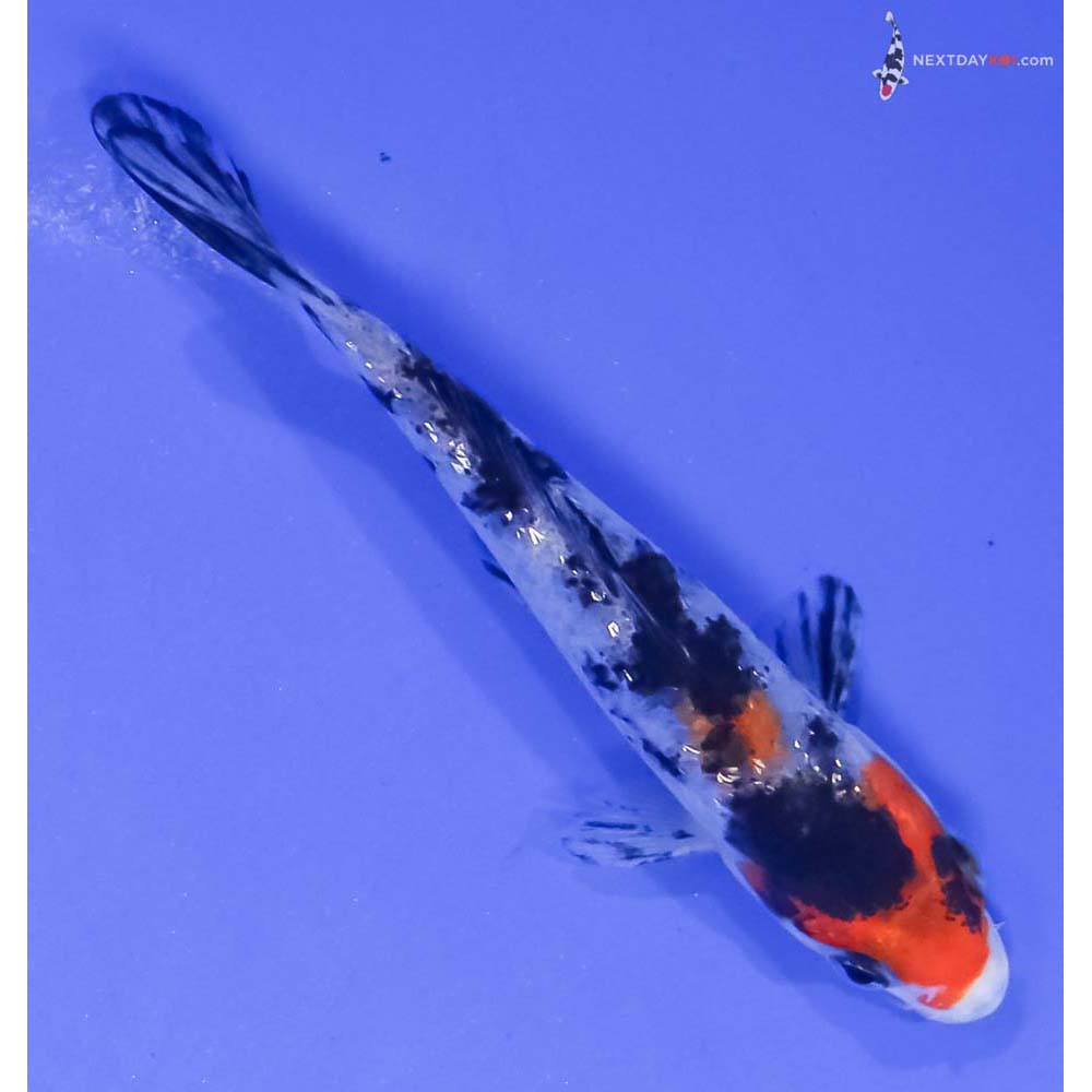 4” Imported Gin Rin Sanke