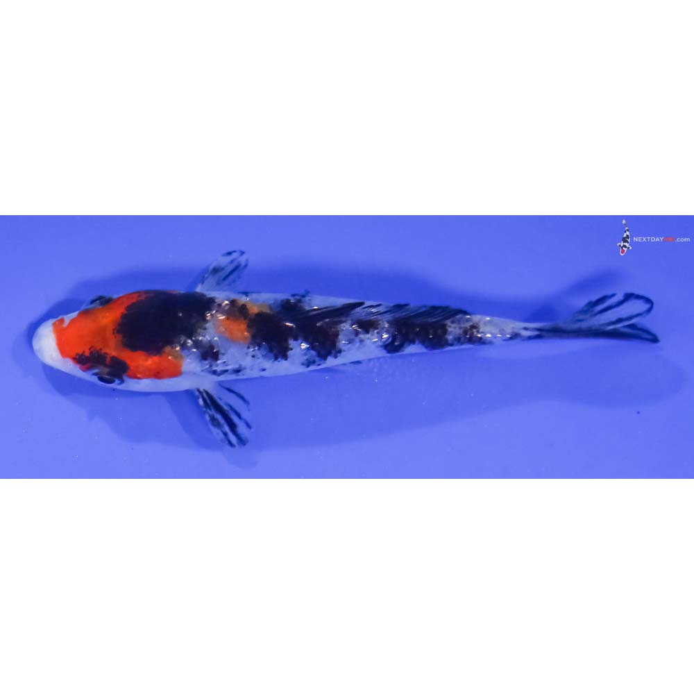 4” Imported Gin Rin Sanke