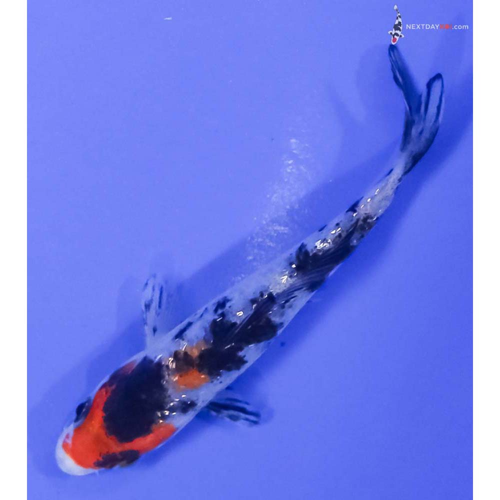 4” Imported Gin Rin Sanke