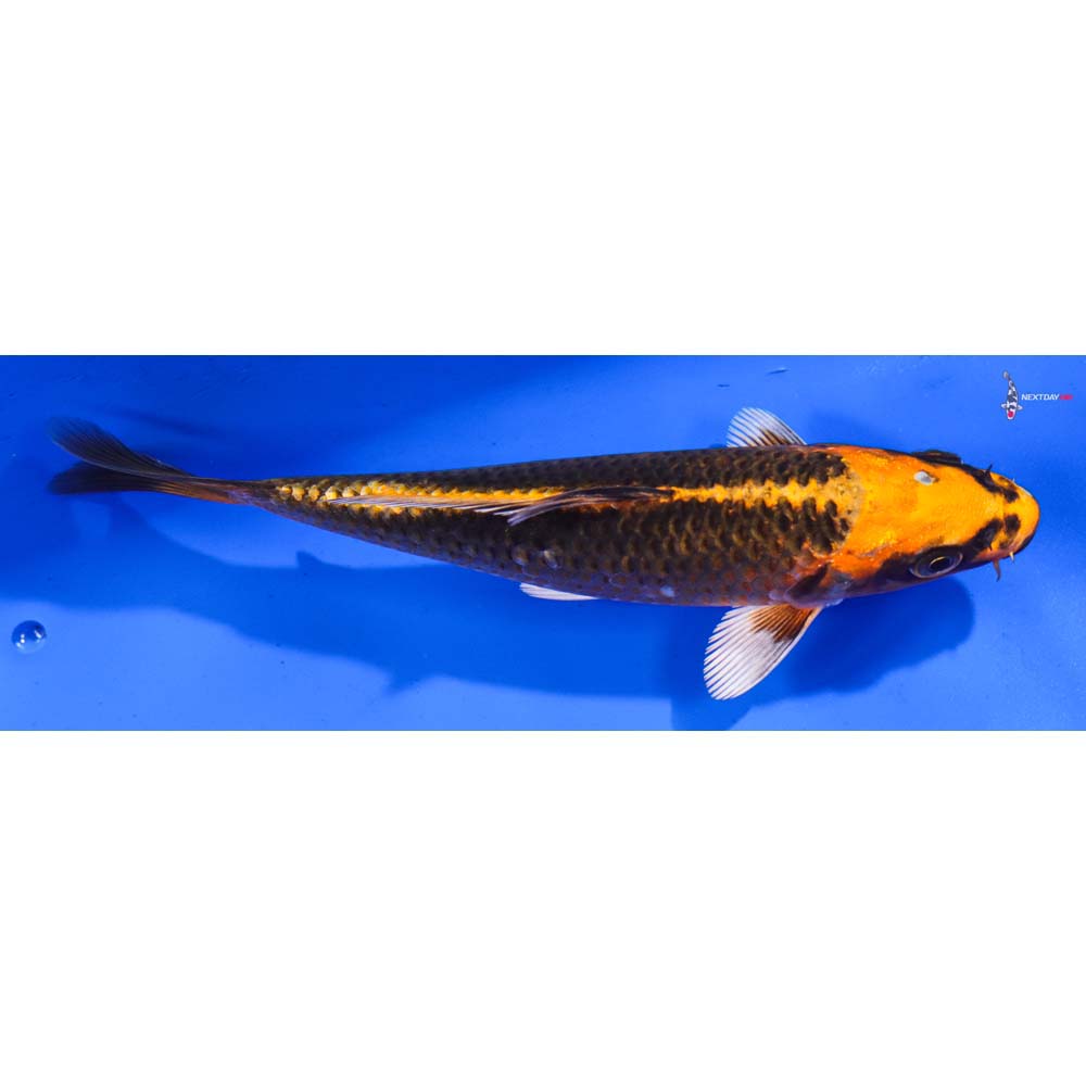 6” Imported Orenji Matsuba