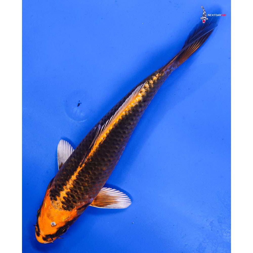 6” Imported Orenji Matsuba