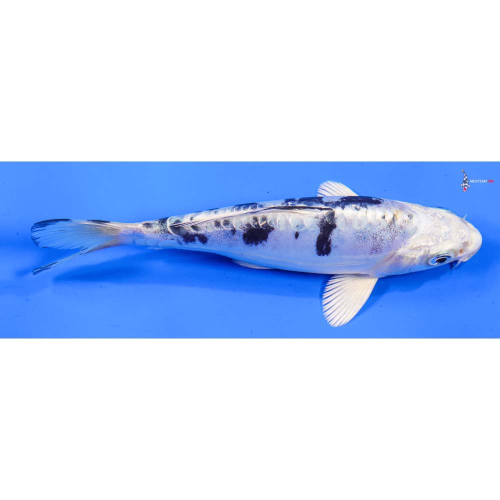 6” Imported Doitsu Gin Shiro Bekko
