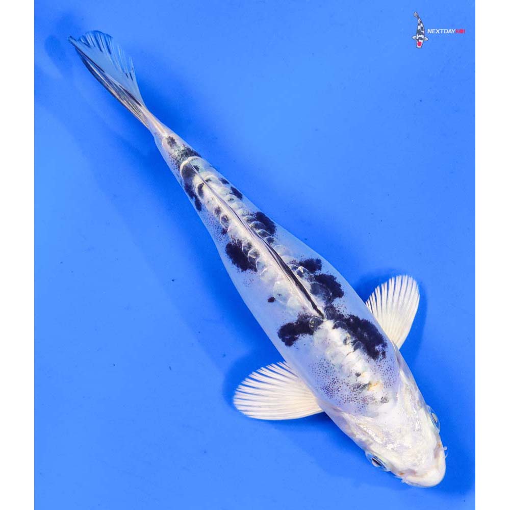 6” Imported Doitsu Gin Shiro Bekko