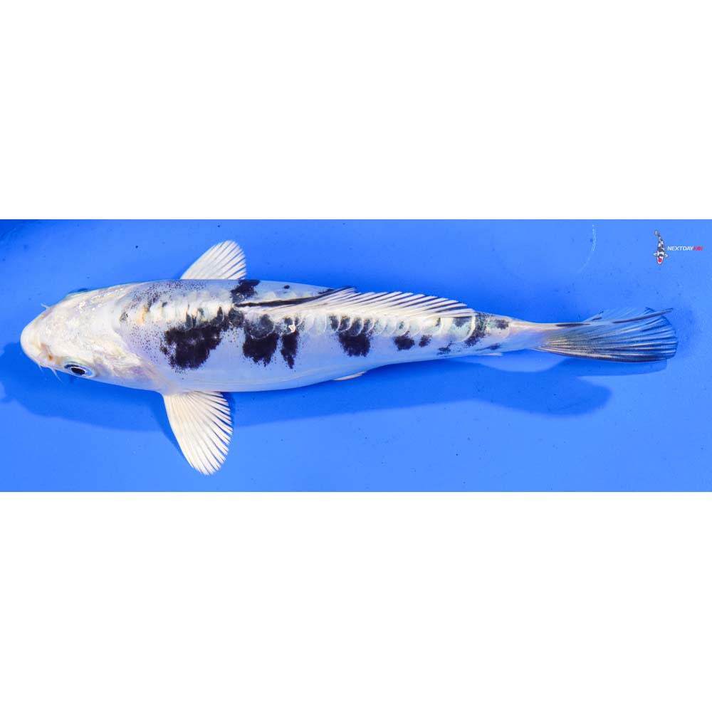 6” Imported Doitsu Gin Shiro Bekko