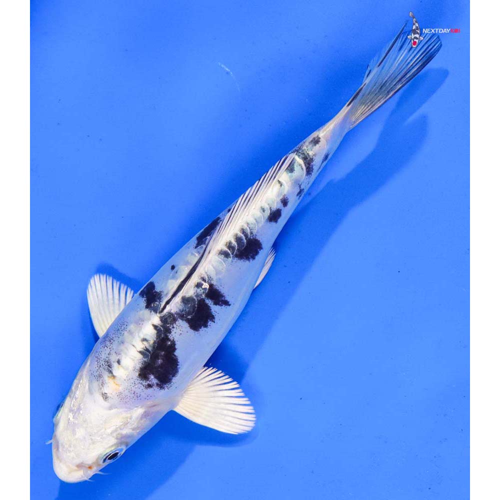 6” Imported Doitsu Gin Shiro Bekko