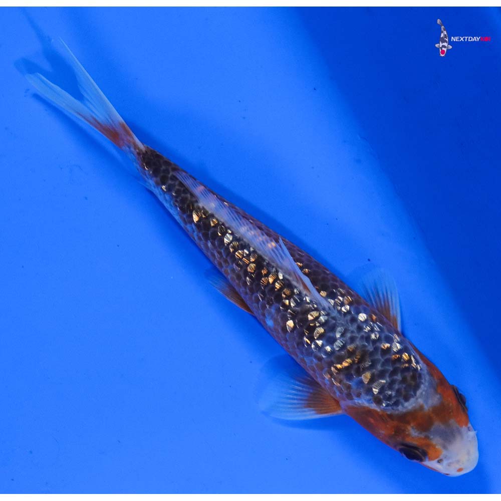 6” Imported Gin Rin Asagi