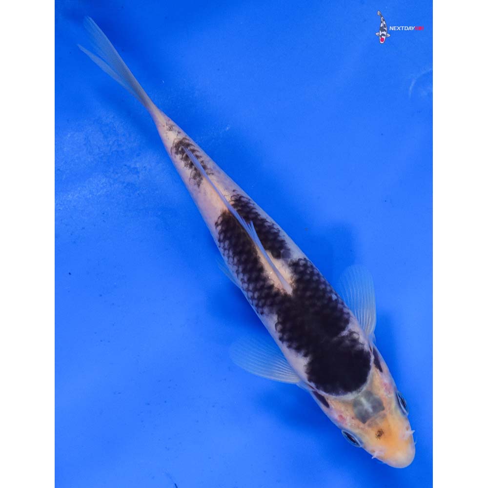 6.5” Imported Goromo