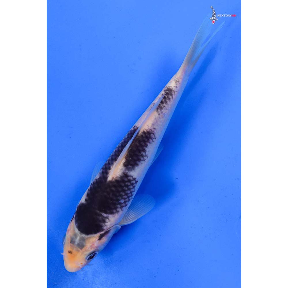 6.5” Imported Goromo