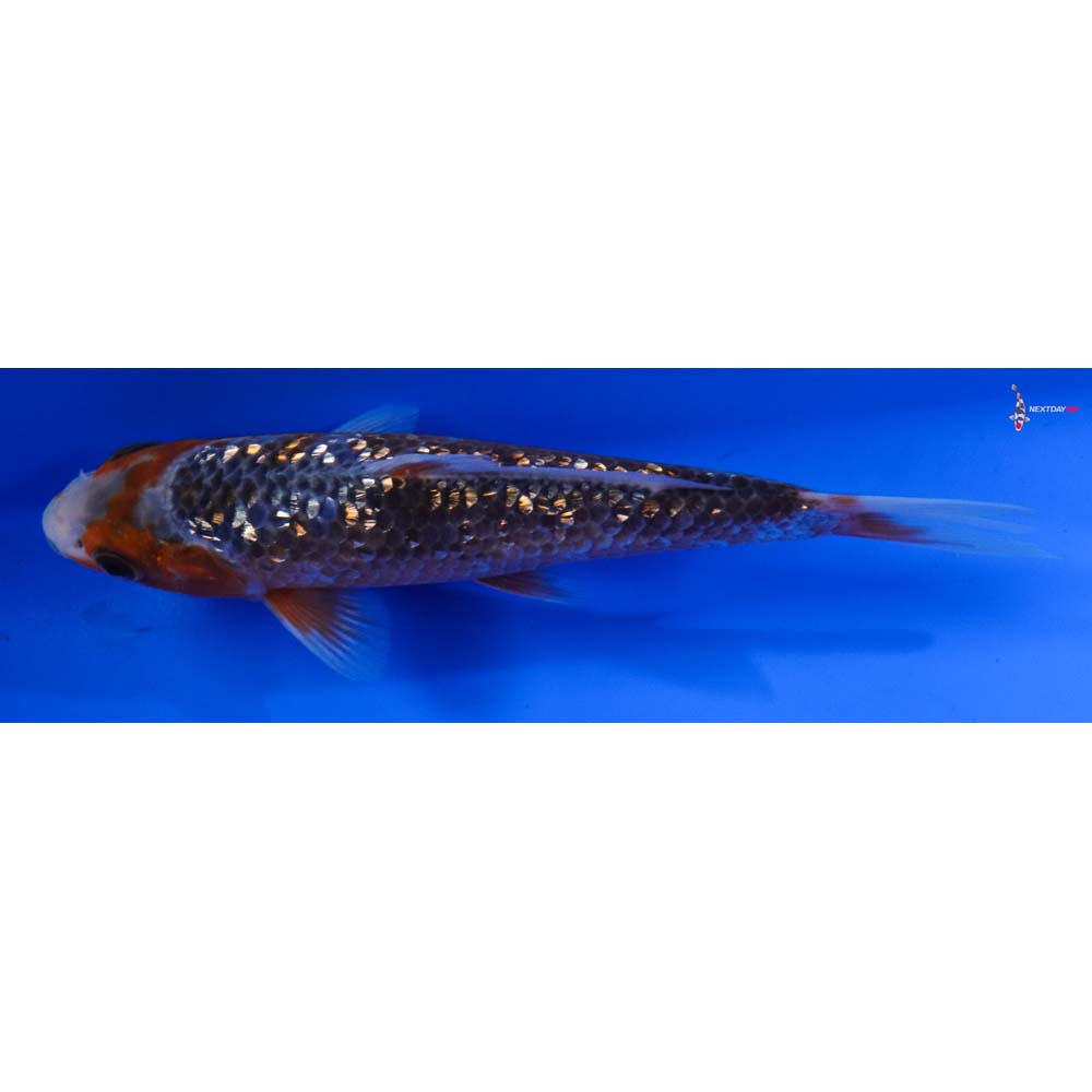 6” Imported Gin Rin Asagi