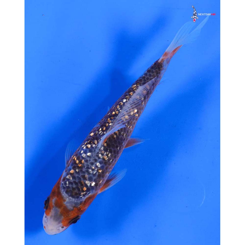 6” Imported Gin Rin Asagi