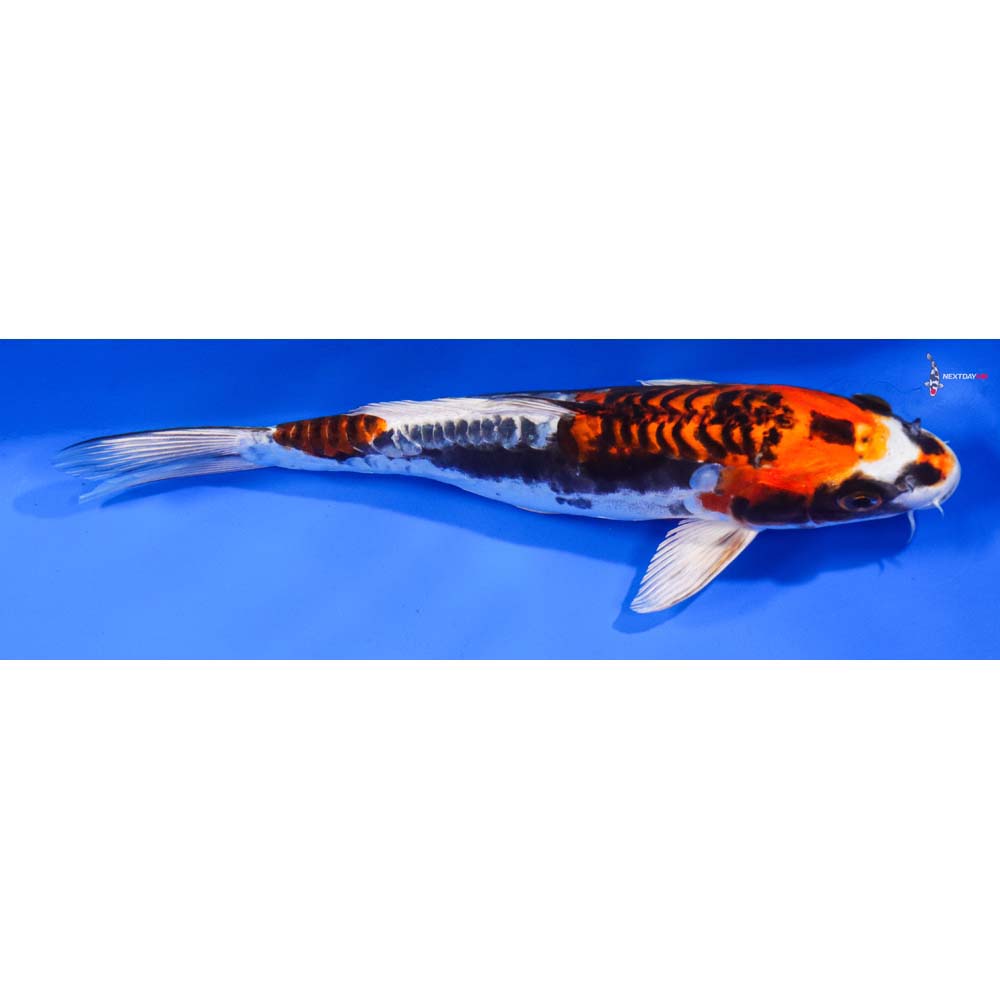 9.5” Imported Kin Kikokuryu