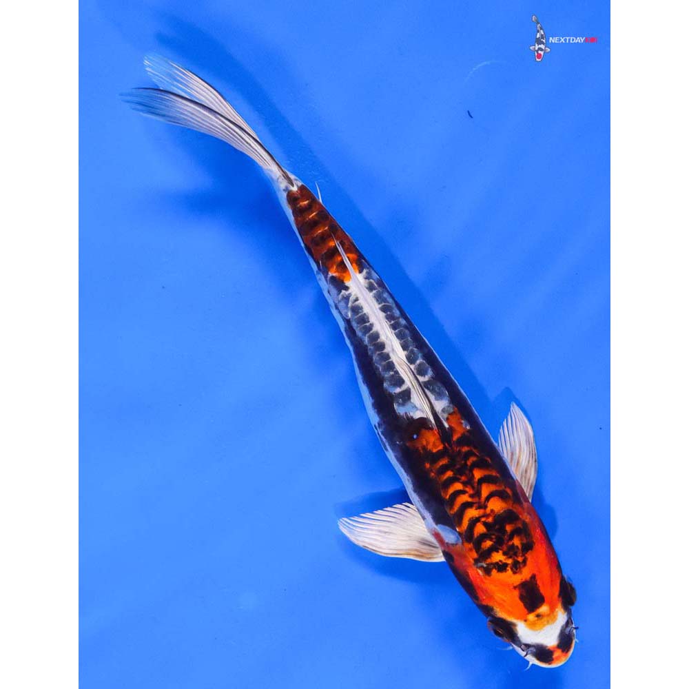 9.5” Imported Kin Kikokuryu