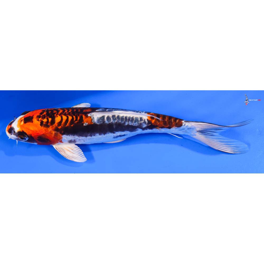 9.5” Imported Kin Kikokuryu