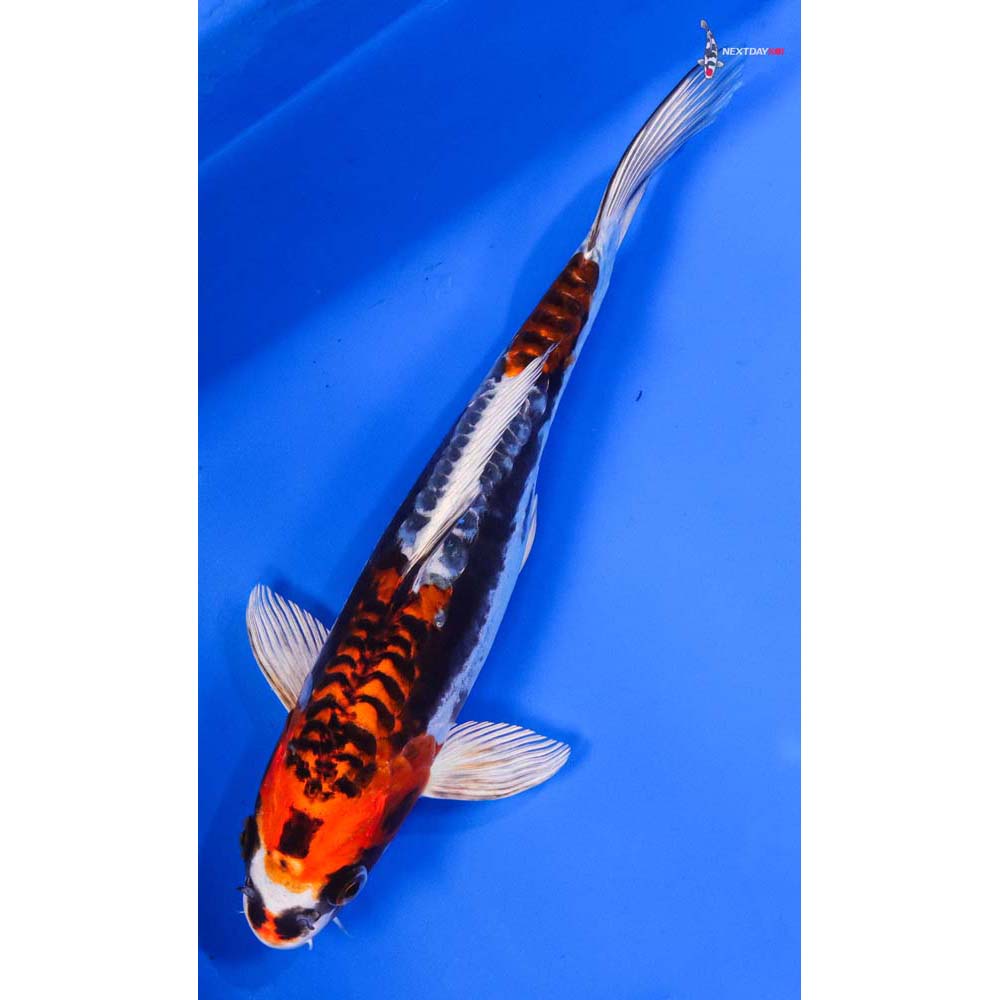 9.5” Imported Kin Kikokuryu