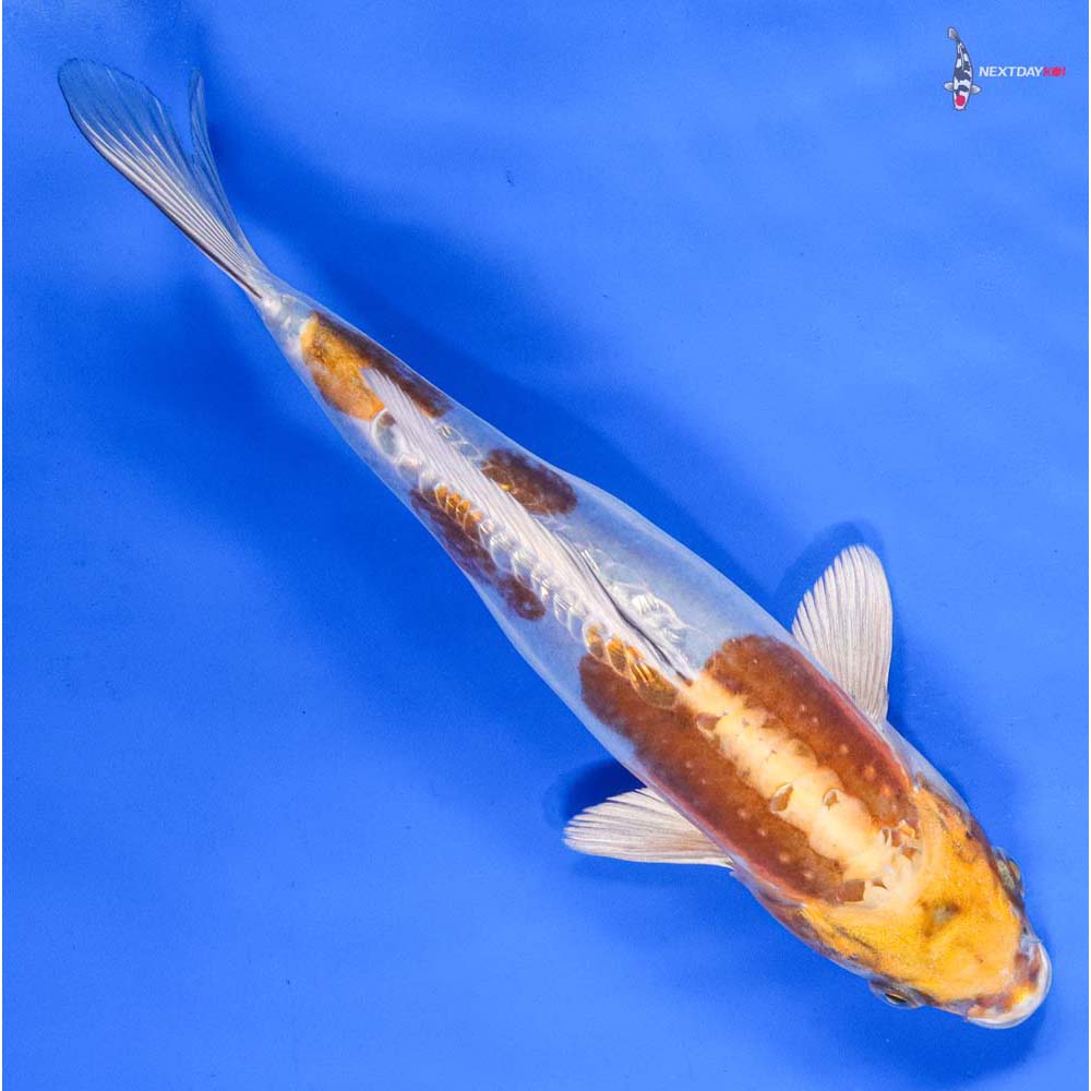 9.5” Imported Doitsu Lemon Hariwake