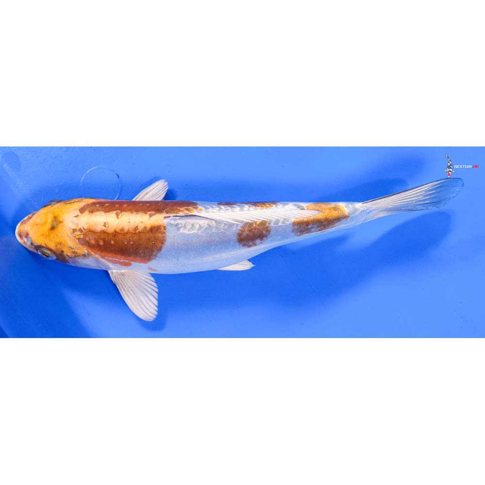 9.5” Imported Doitsu Lemon Hariwake