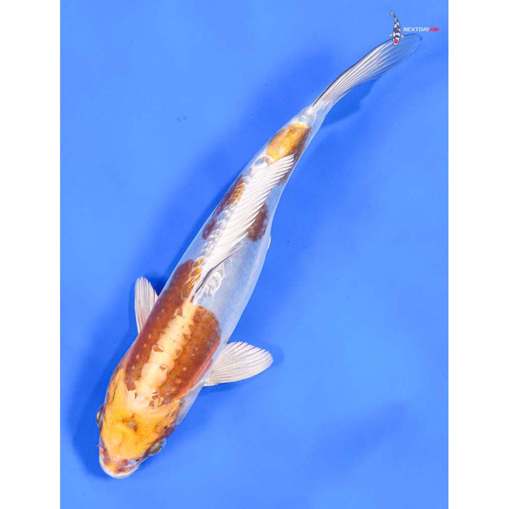 9.5” Imported Doitsu Lemon Hariwake