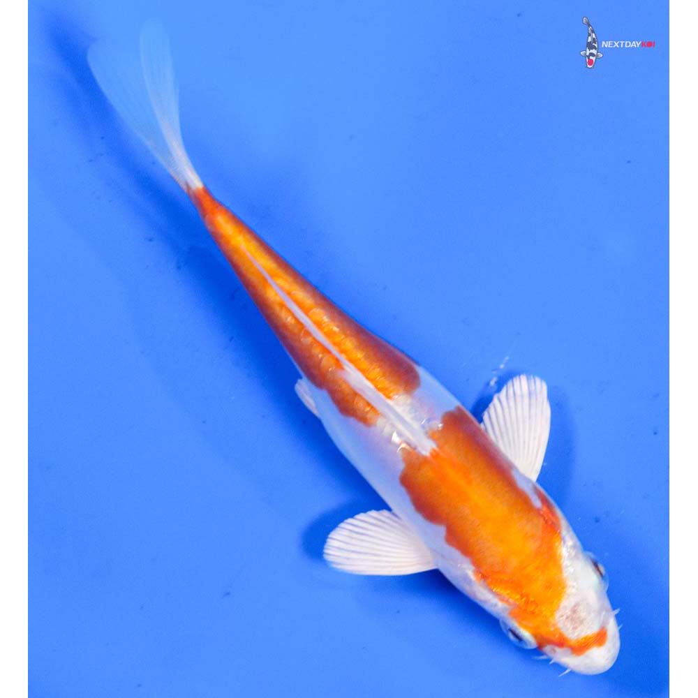 5” Imported Kikusui