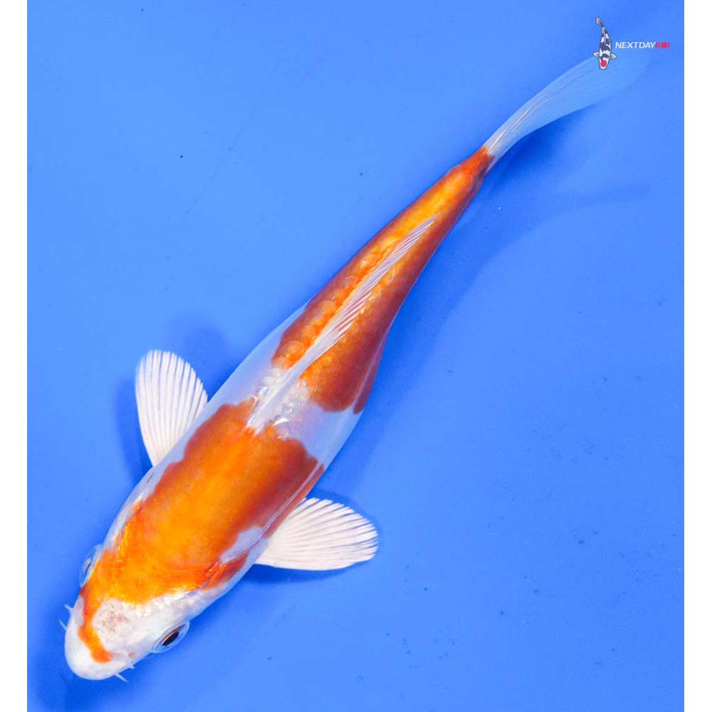 5” Imported Kikusui