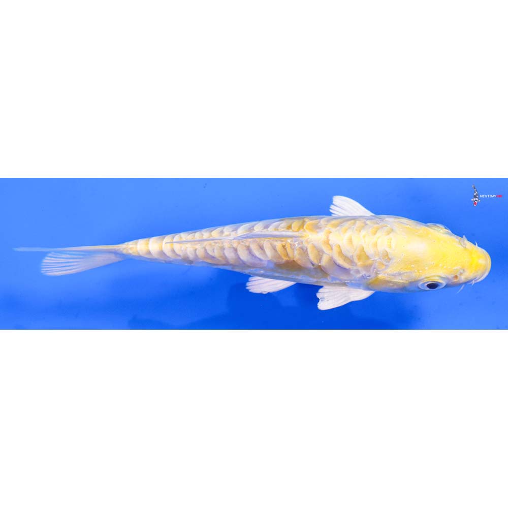 6” Imported Doitsu Lemon Hariwake