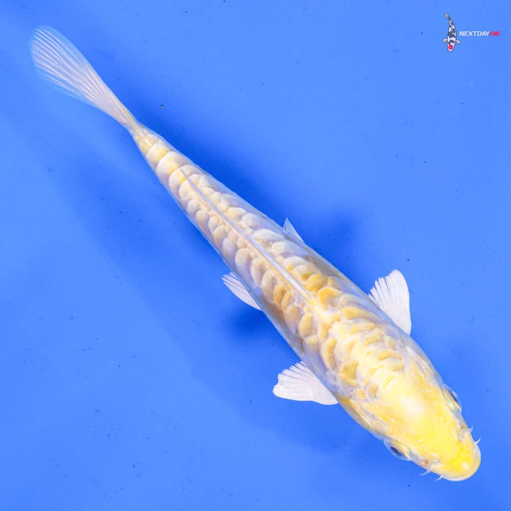 6” Imported Doitsu Lemon Hariwake