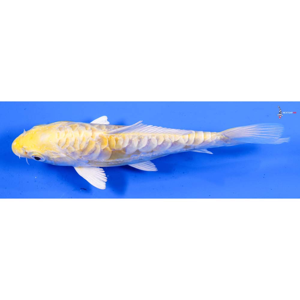 6” Imported Doitsu Lemon Hariwake
