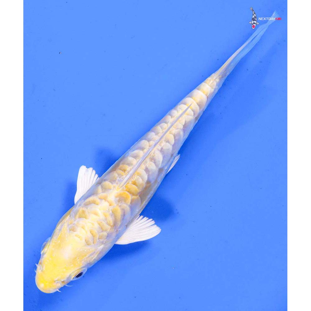 6” Imported Doitsu Lemon Hariwake