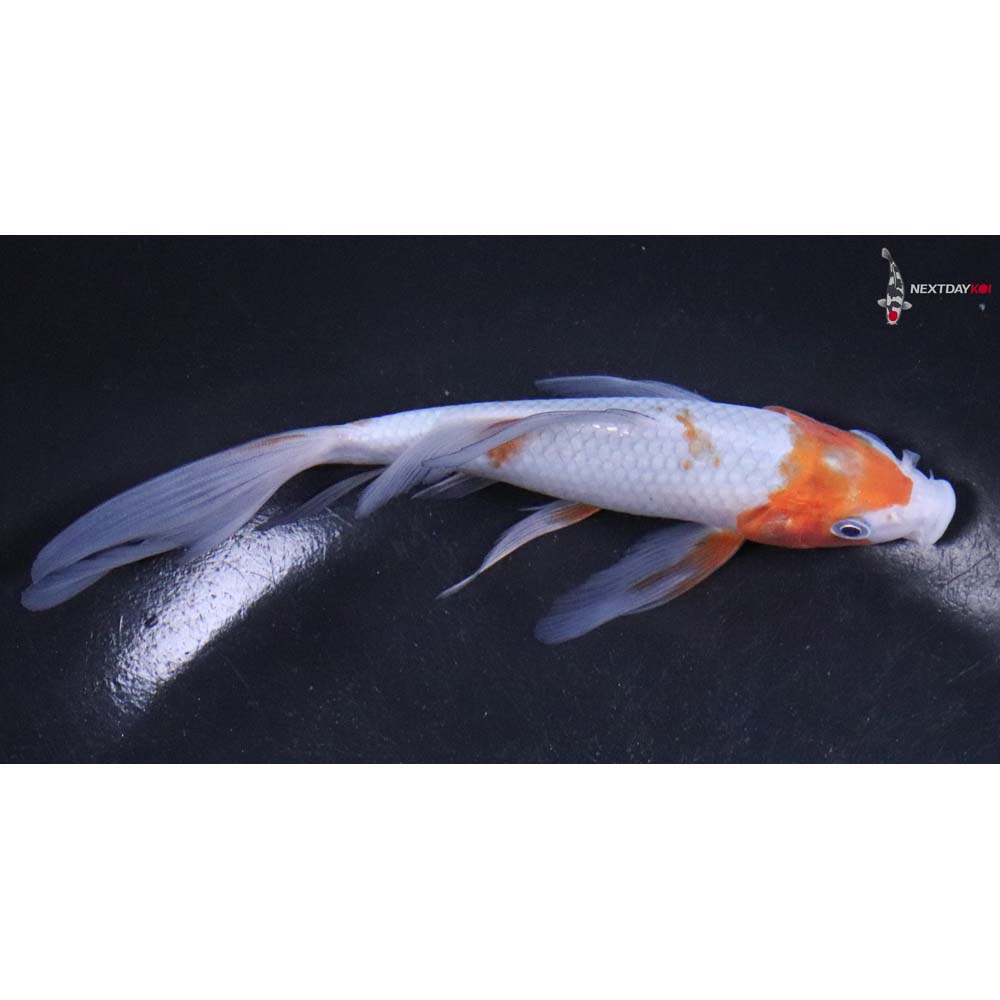 5.5” Imported Ochiba Shigure Butterfly Koi
