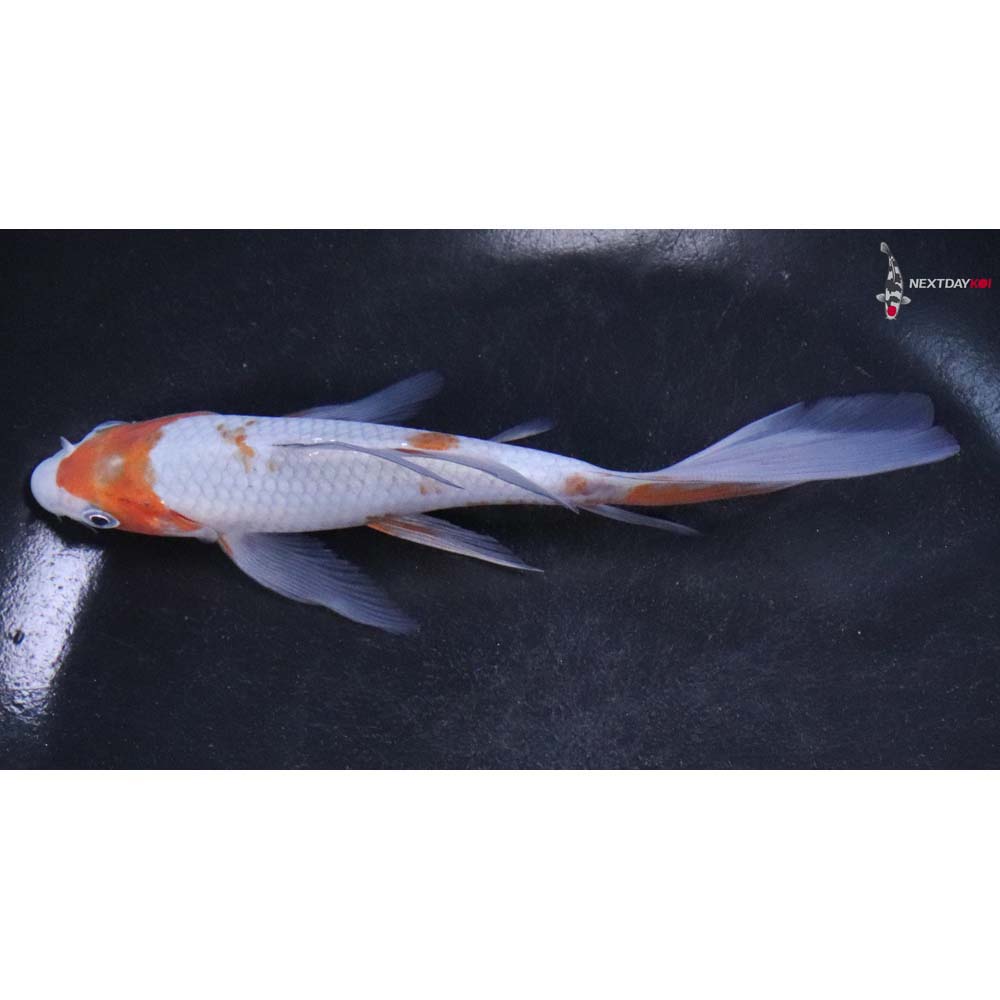 5.5” Imported Ochiba Shigure Butterfly Koi