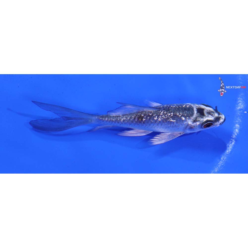 3” Imported Gin Rin Kujaku Butterfly Koi