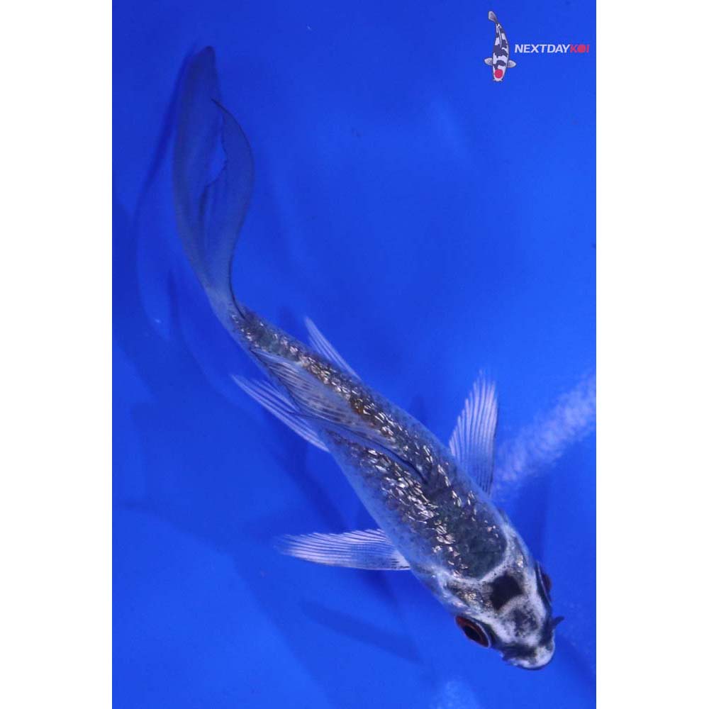 3” Imported Gin Rin Kujaku Butterfly Koi