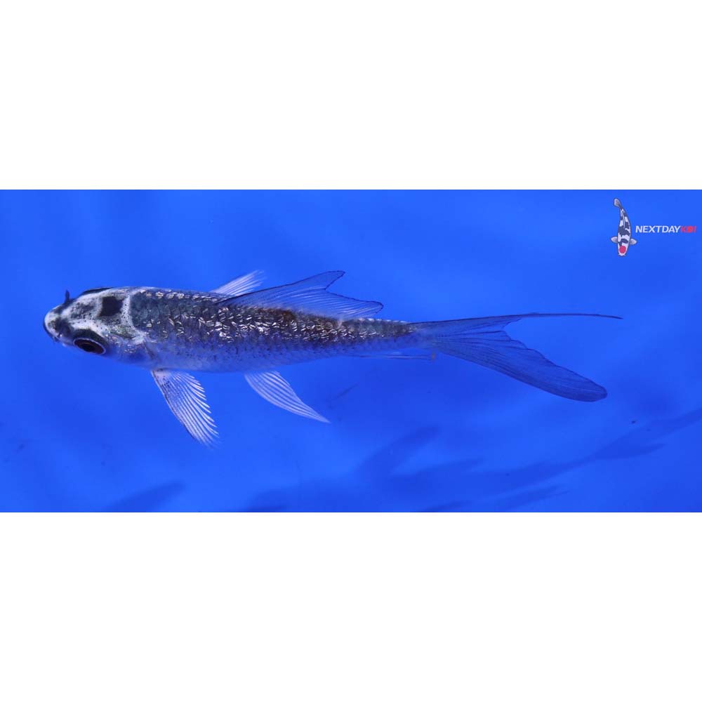 3” Imported Gin Rin Kujaku Butterfly Koi