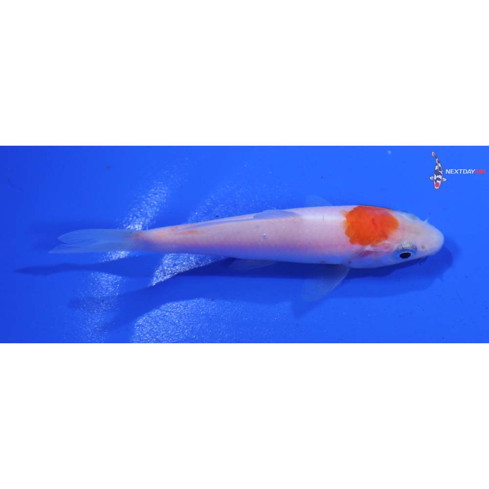 3” Imported Kohaku